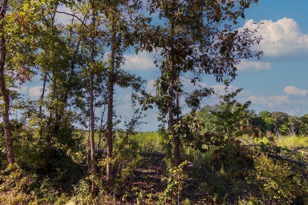 Tract 6 Carlisle Gap Road, Woodland, GA, 31836