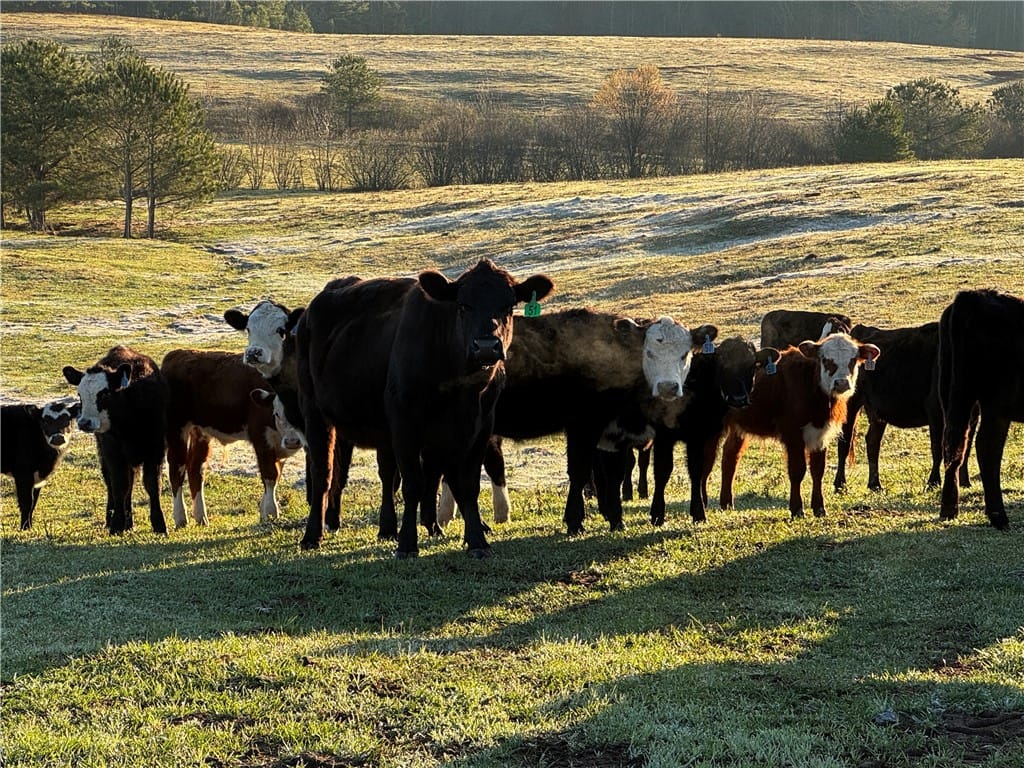 1160 AL HIGHWAY 77, Roanoke, AL, 36274 — Photo 2