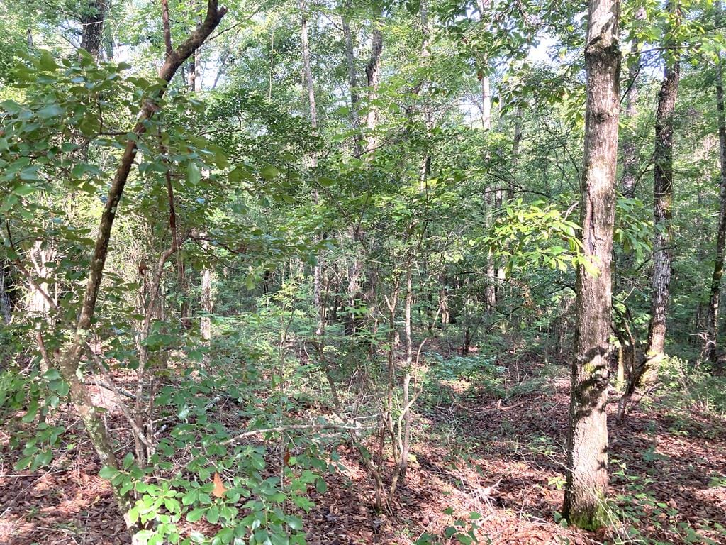 0 Firetower Road, Cusseta, GA, 31805 — Photo 3