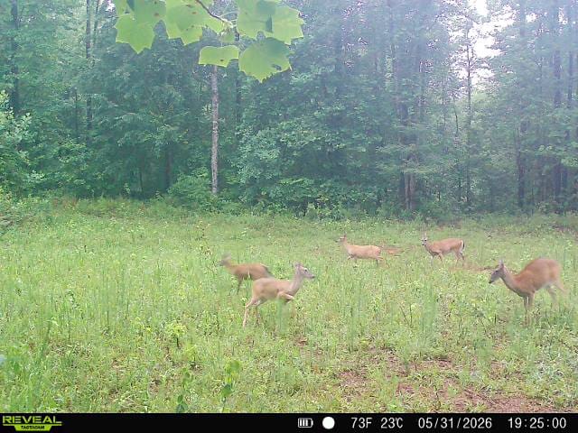 Address Not Disclosed, Goodwater, AL, 35072, A tranquil, naturally illuminated meadow bordered