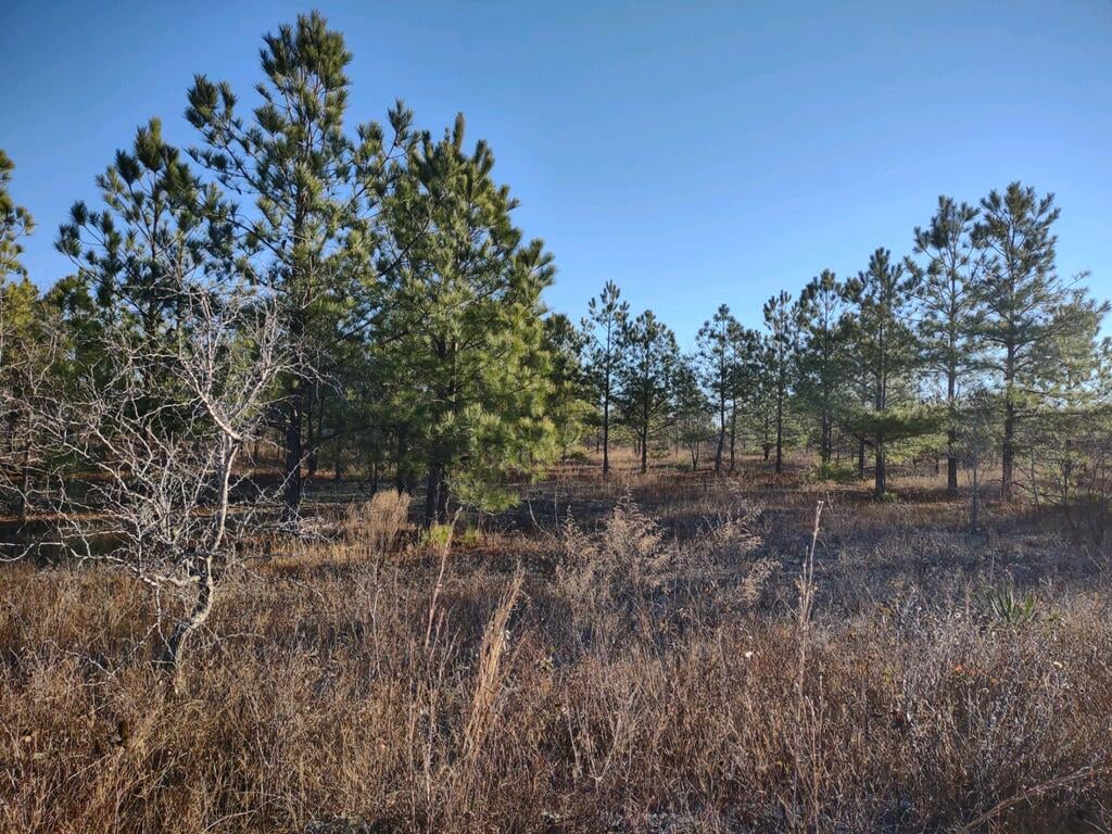 00 Jordan Road, Buena Vista, GA, 31803