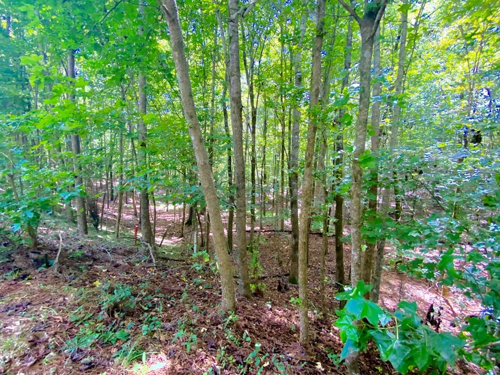 Lot 28 Buckeye Loop North, Midland, GA, 31820 — Photo 3