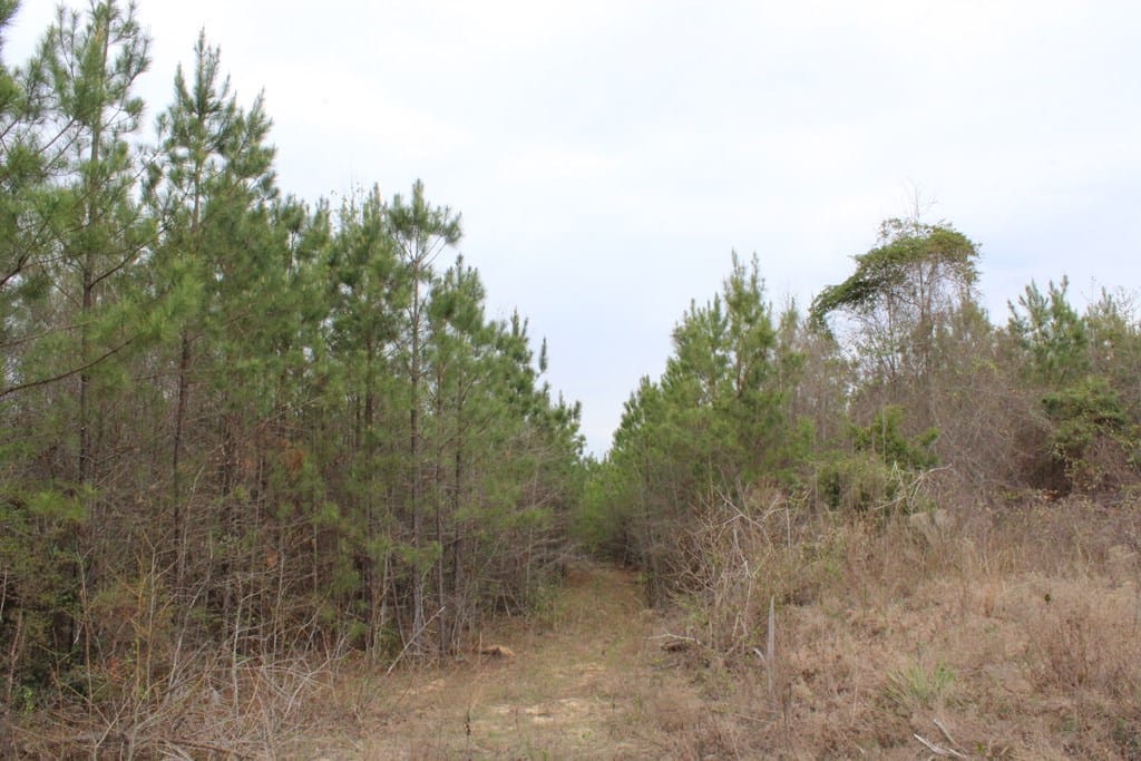 95 Herman Bell Road, Mauk, GA, 31058