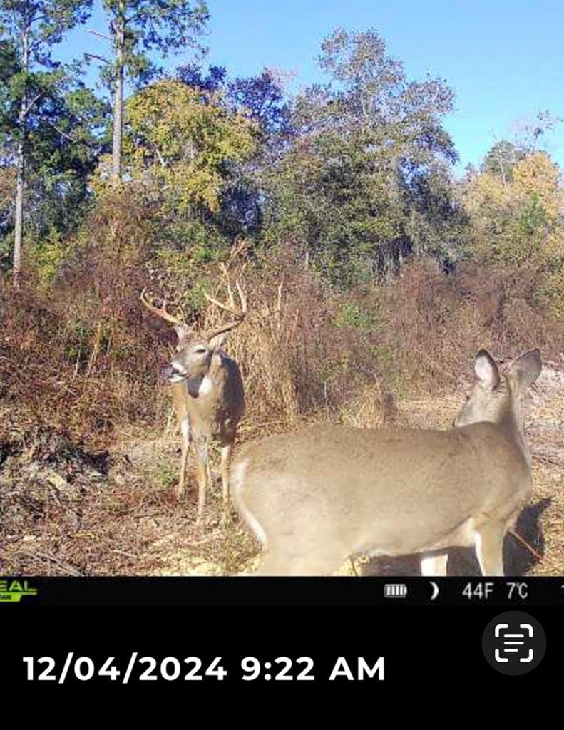 426 Doe Hill Road, Sylvester, GA, 31791 — Photo 3