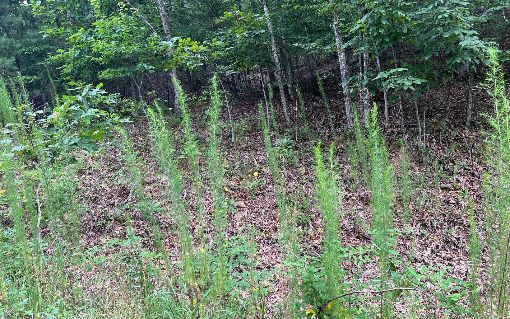 LOT 12 Preserve At Beach Mountain, Brasstown, NC, 28902