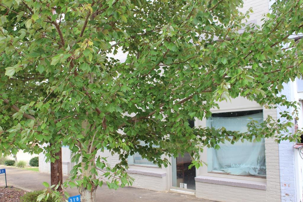 318 Broad Street, Richland, GA, 31825