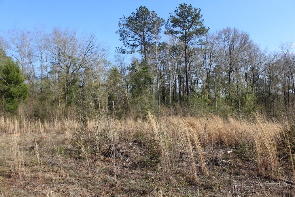 999 Gun Club Road, Box Springs, GA, 31801 — Photo 2