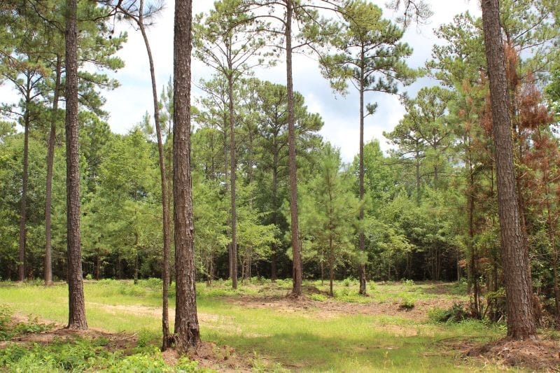 0 Hayes Mill Connector, Notasulga, AL, 36866