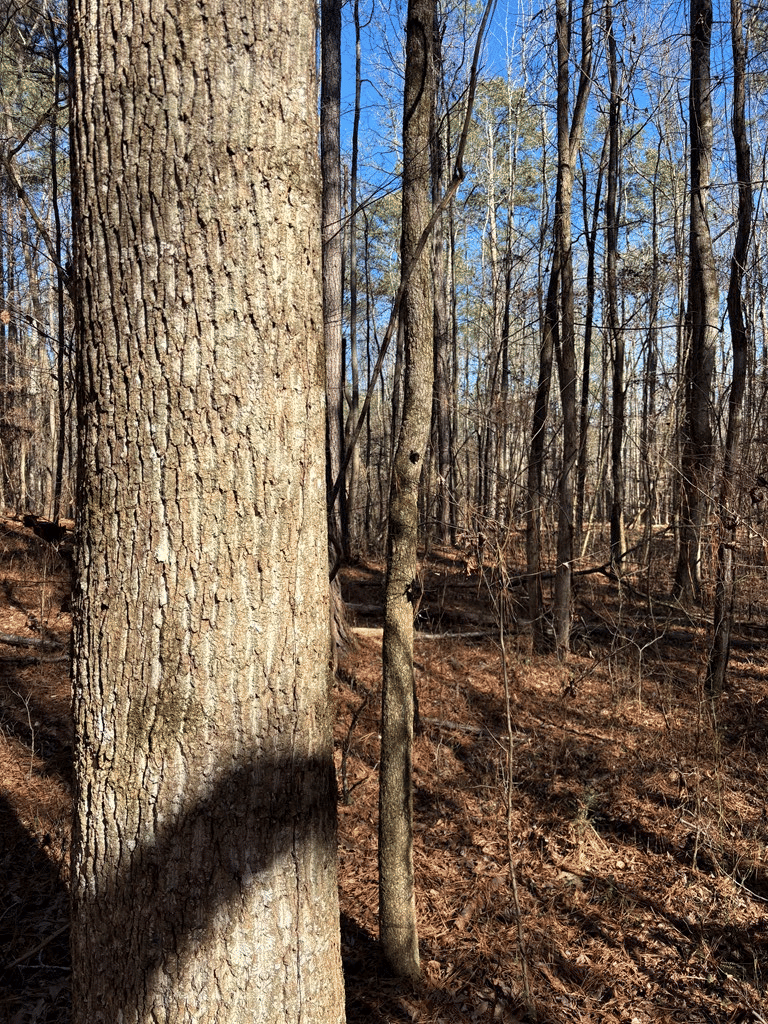 00 Carl Mathis Road, Talbotton, GA, 31827 — Photo 3