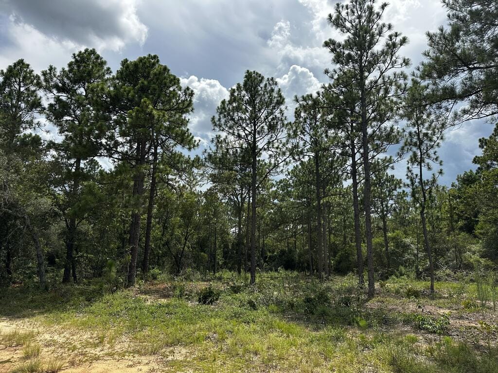 0 Highway 0041, Box Springs, GA, 31801