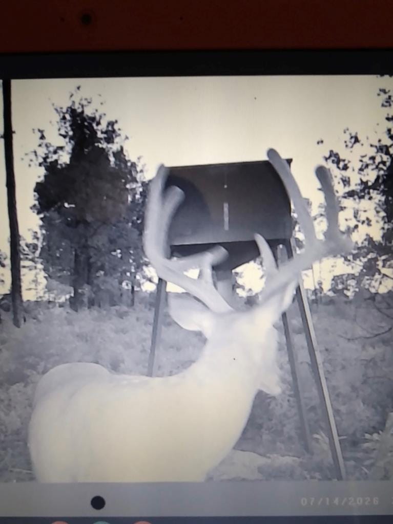 38 ACRES Ga Highway 0240 Conn, Mauk, GA, 31058, Recent visitor to the feeder