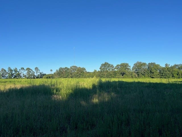 244 Blueville Road, Buena Vista, GA, 31803 — Photo 3