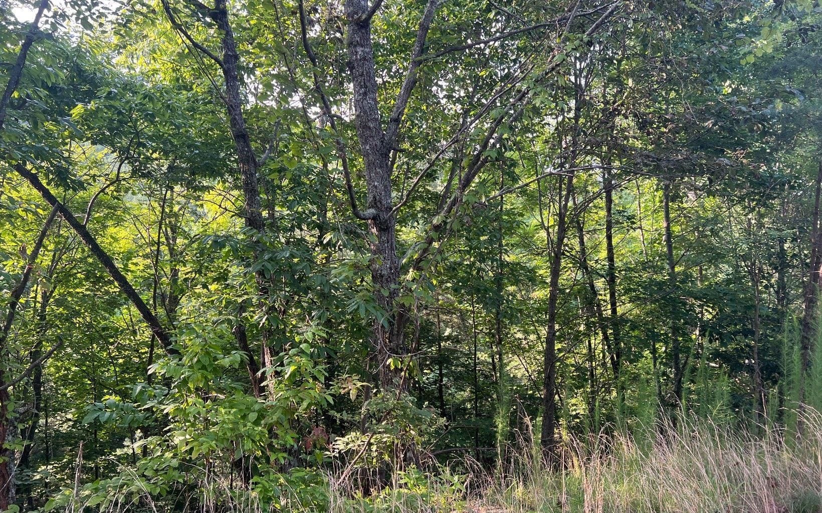 LOT 11 Preserve At Beach Mountain, Brasstown, NC, 28902