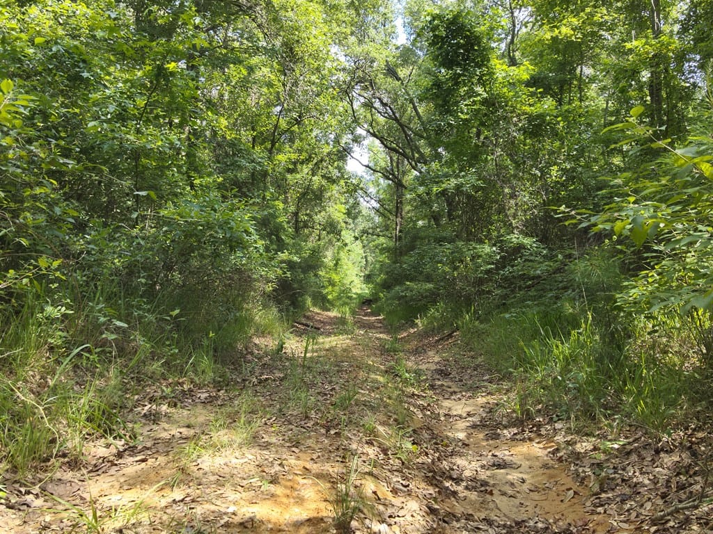 tbd Lime Sink Road, Pelham, GA, 31779 — Photo 3