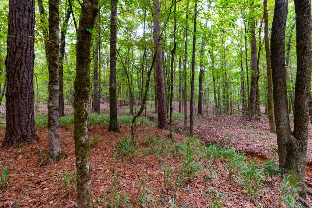 8585 McKee Road, Upatoi, GA, 31829 — Photo 3