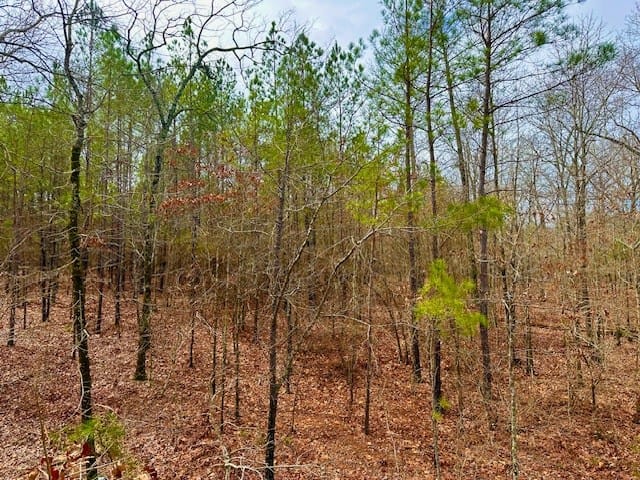 0 John Allen Carter Road, Butler, GA, 31006 — Photo 3