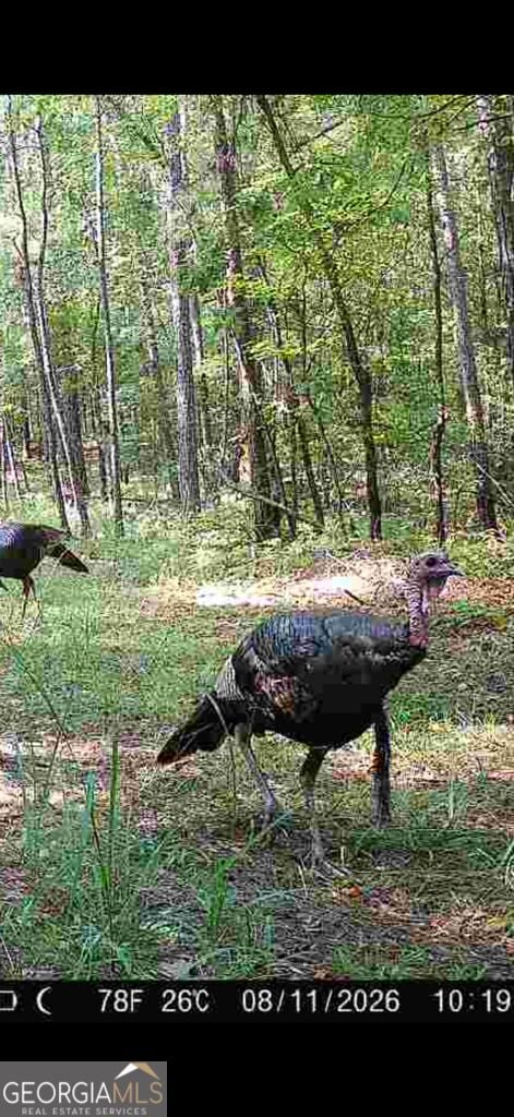Dennis Creek Rd, Talbotton, GA