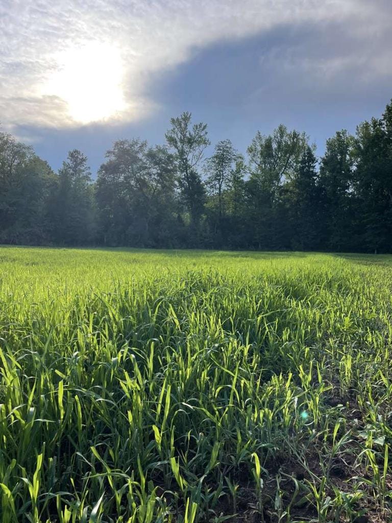 2515 Bethel Church Road, Luthersville, GA, 30251