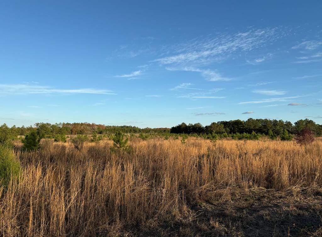 Buena Vista, GA 31803