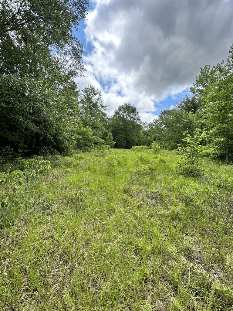 4130 Ga Highway 0026, Buena Vista, GA, 31803 — Photo 3