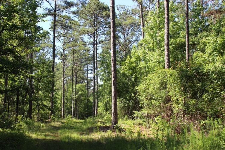 0 Hayes Mill Connector, Notasulga, AL 36866, Secluded forest property provides a tranquil natur