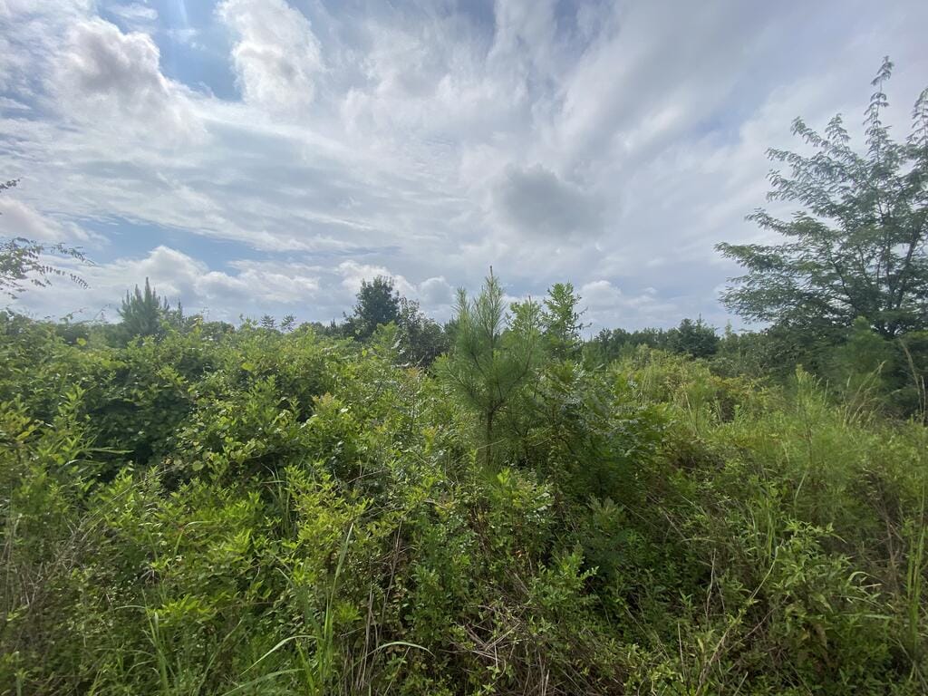 437 Acres Brown Creek Road, Shiloh, GA, 31826