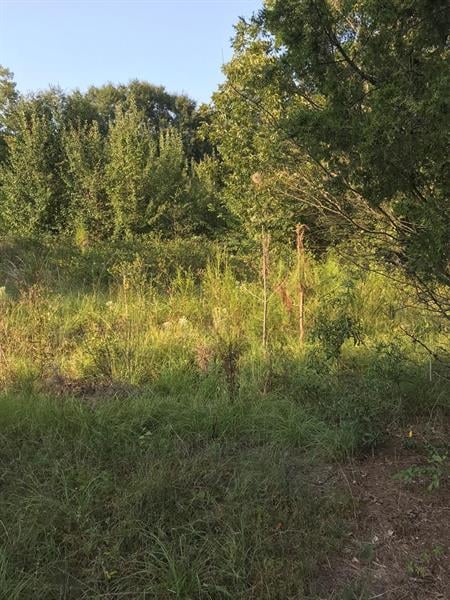 0 Lee Road 243, Smiths Station, AL 36877