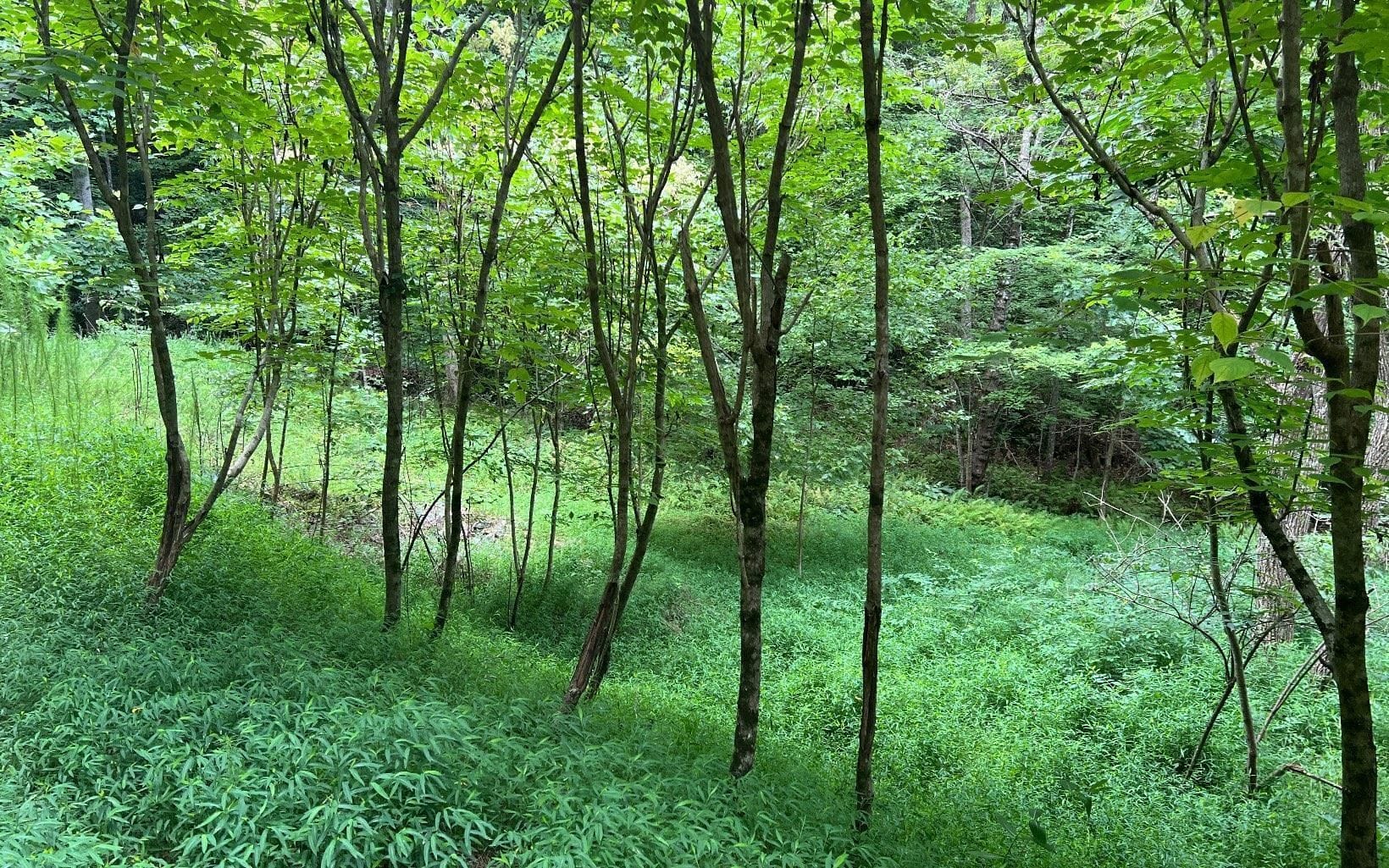 LOT 12 Preserve At Beach Mountain, Brasstown, NC, 28902