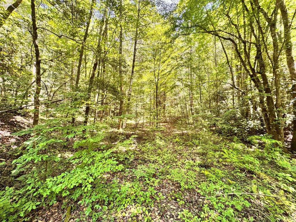 0 Grassy Mountain Road, Ellijay, GA, 30540, Additional home site area