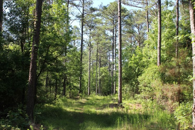 0 Hayes Mill Connector, Notasulga, AL, 36866