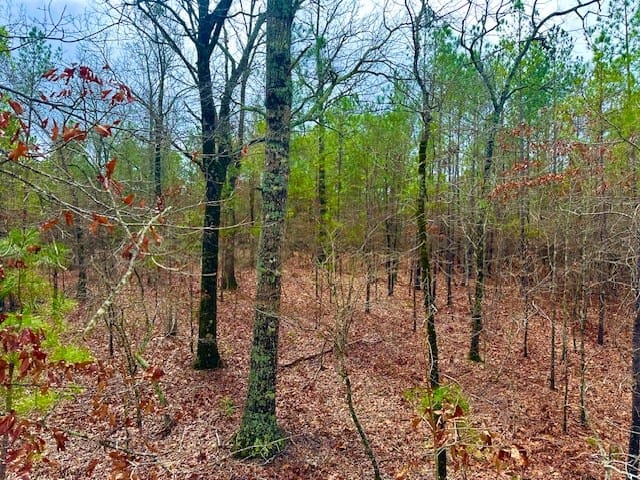 0 John Allen Carter Road, Butler, GA, 31006 — Photo 2