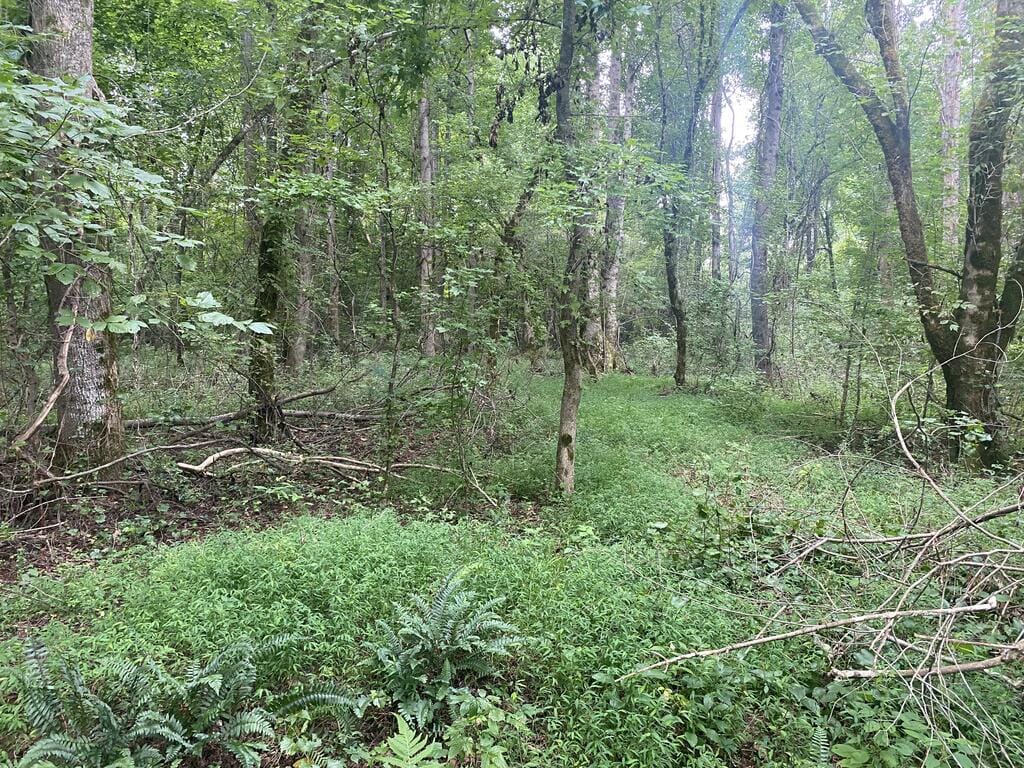 437 Acres Brown Creek Road, Shiloh, GA, 31826