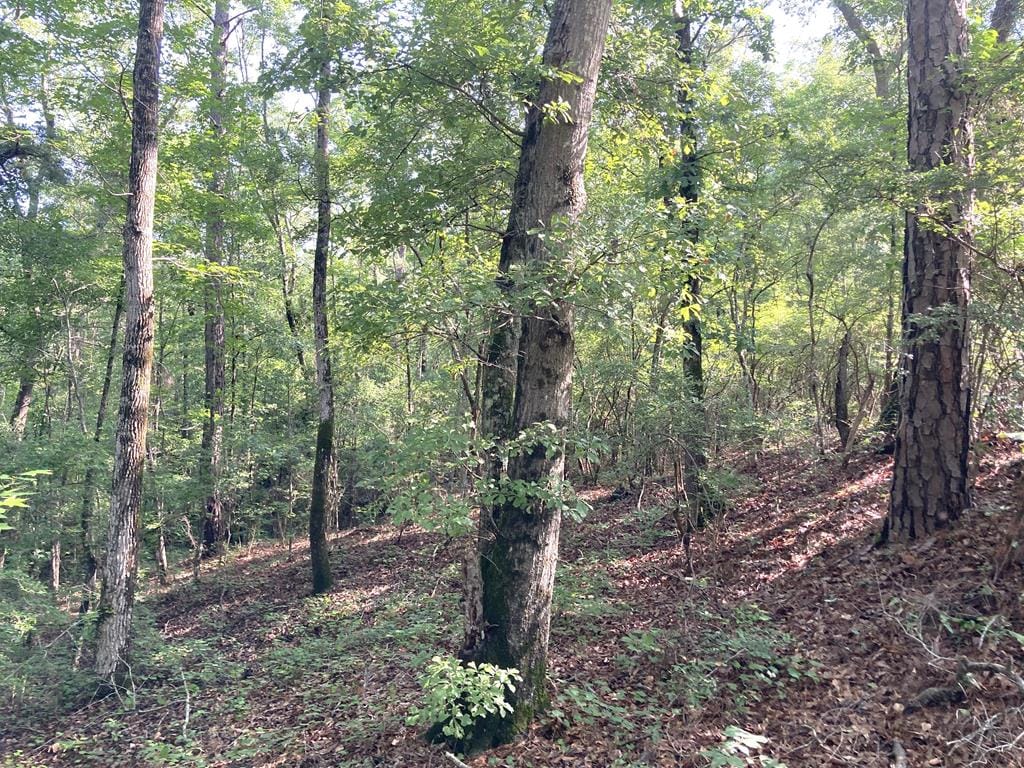 0 Firetower Road, Cusseta, GA, 31805 — Photo 2