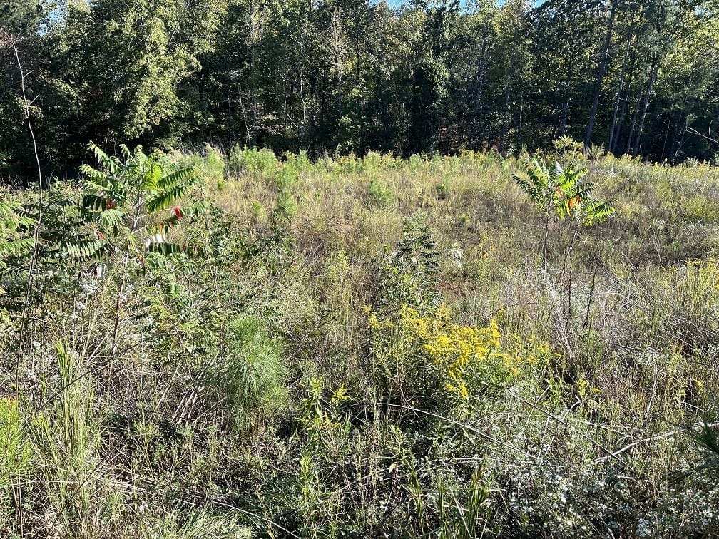 0 Lee Road 2192 #0, Cusseta, AL, 36852