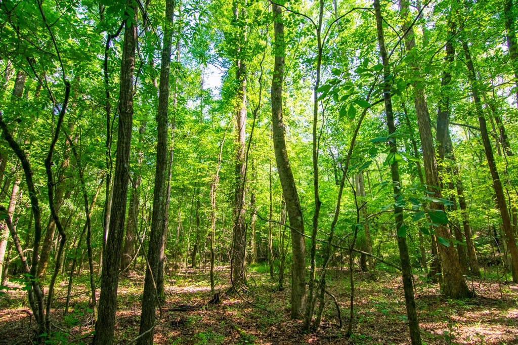 0 Baker Road, Shiloh, GA, 31826
