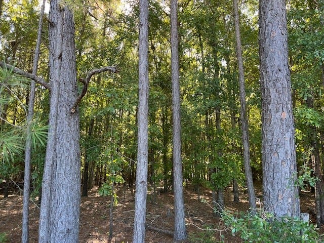 244 Blueville Road, Buena Vista, GA, 31803 — Photo 2