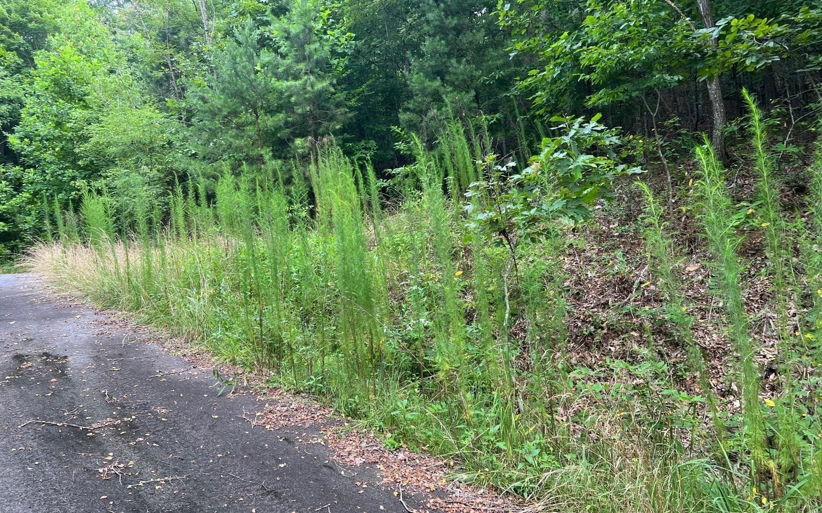 LOT 12 Preserve At Beach Mountain, Brasstown, NC, 28902