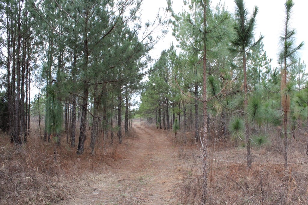 130.518 ac Ronnie Road, Buena Vista, GA, 31803 — Photo 3