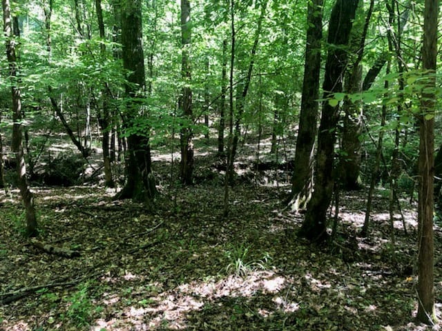 0 Highway 0103, West Point, GA, 31833 — Photo 3