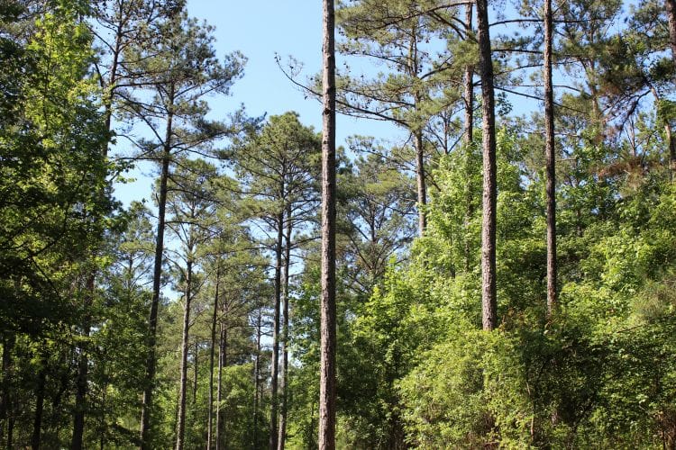 0 Hayes Mill Connector, Notasulga, AL 36866, Mature trees and lush greenery offer a peaceful, p