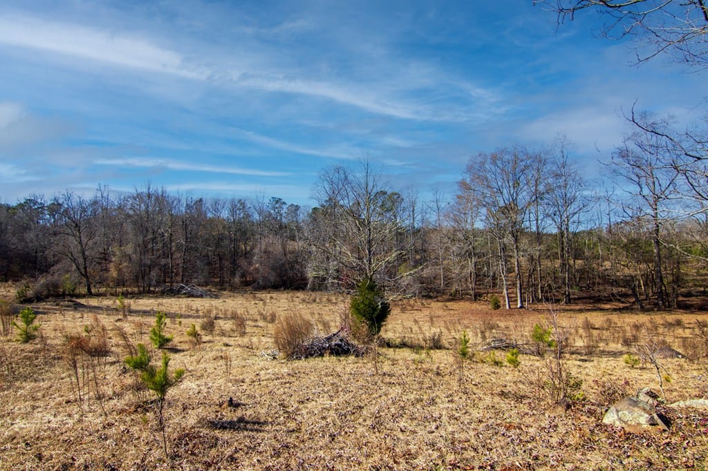 Tract 2 - 0 Saint Paul Church Road, Shiloh, GA, 31826 — Photo 3
