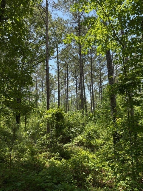 Hwy 229 RED HILL, Eclectic, AL, 36024 — Photo 3