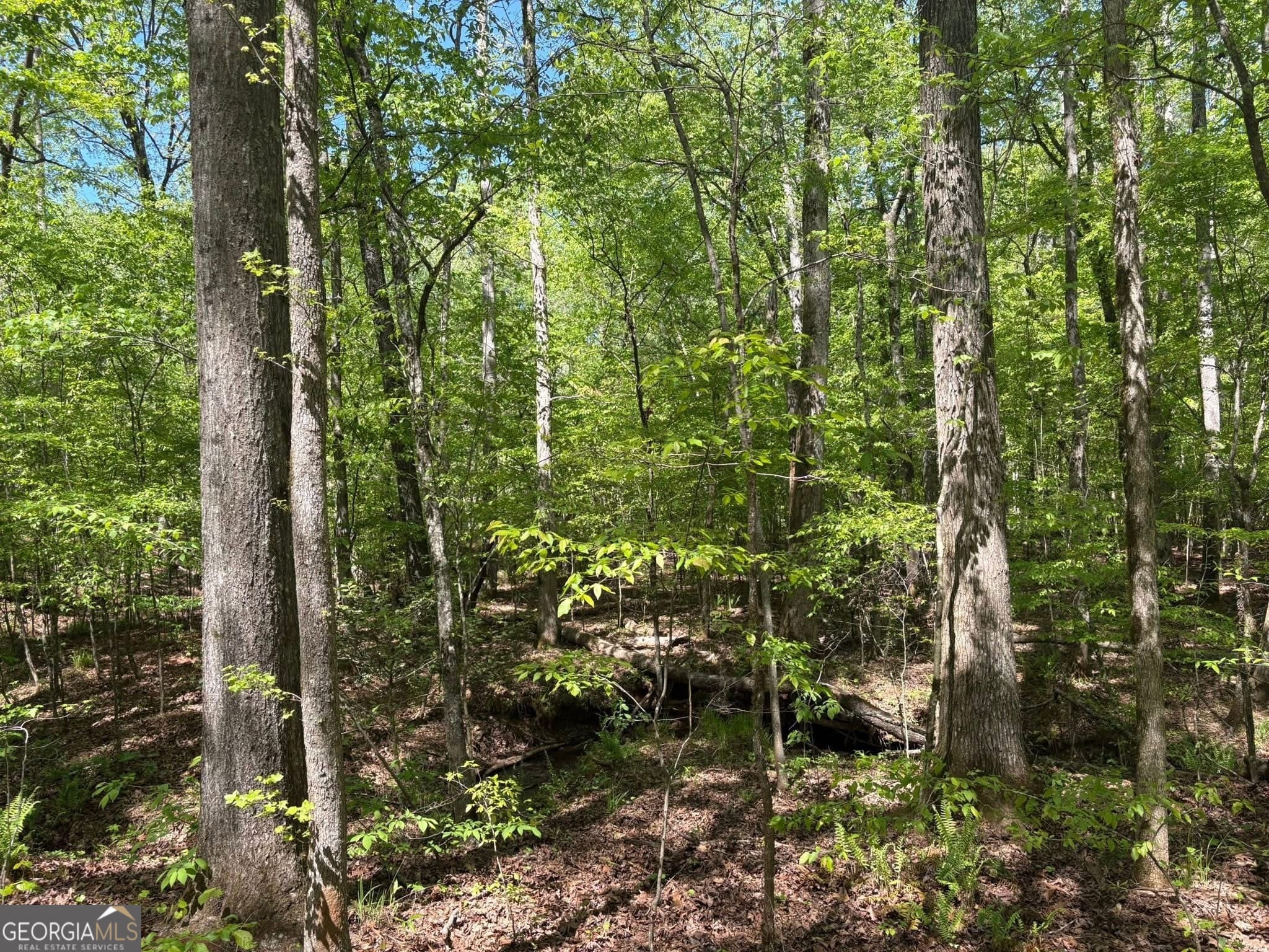 0 OFF North Taylor, Woodland, GA, 31836