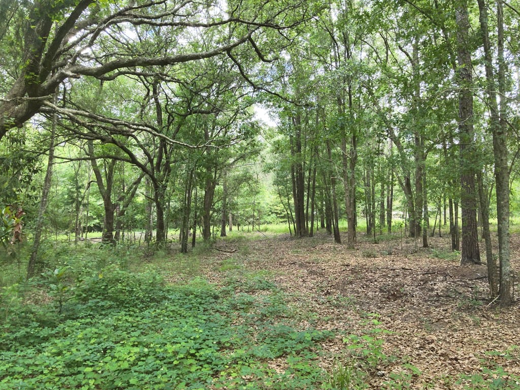 tbd County Line Road, Pelham, GA, 31779