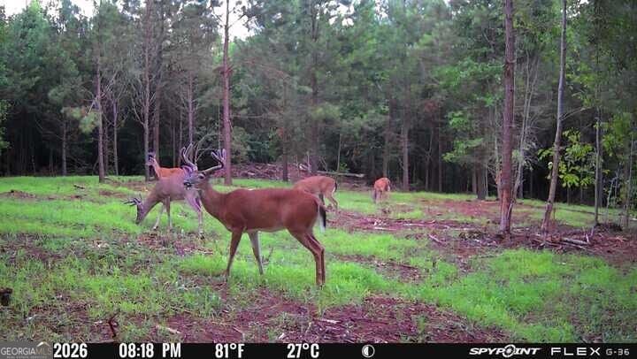 132 ACRES Carlisle Gap, Woodland, GA, 31836