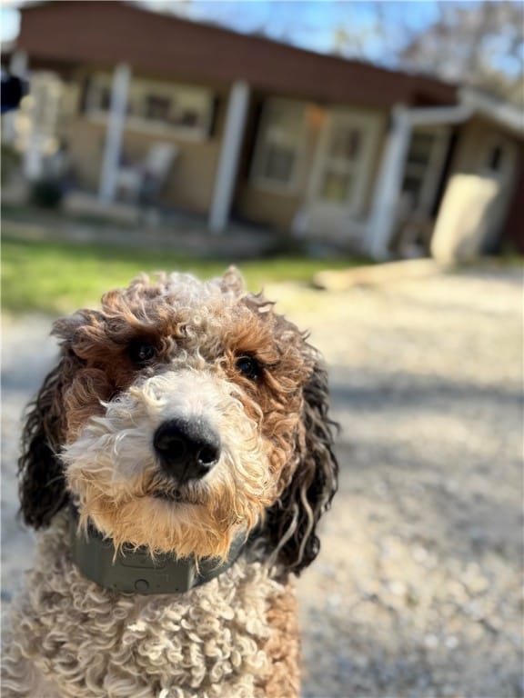 98 LEE ROAD 400, Opelika, AL, 36804, Waylon welcomes you to come take a look!  He loves