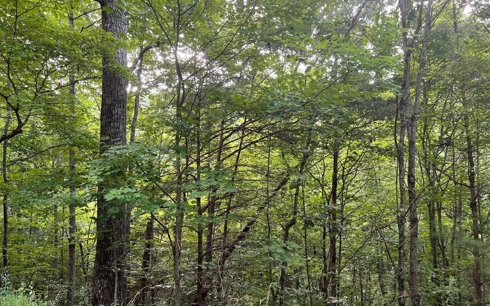 LOT 13 Preserve At Beach Mountain, Brasstown, NC, 28902