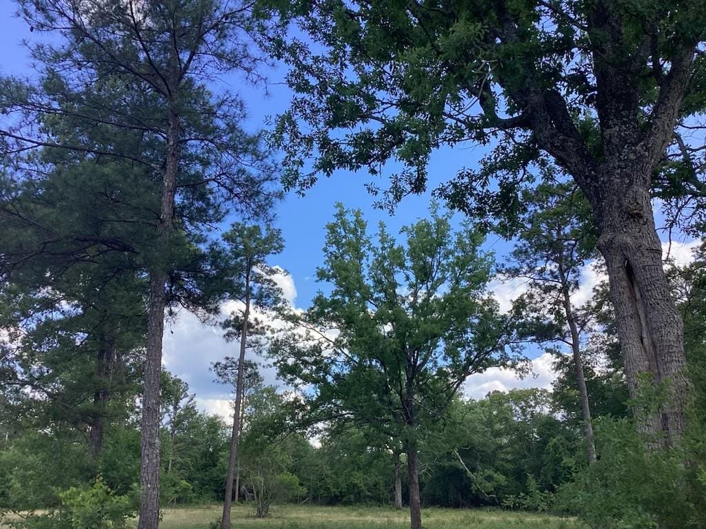 291 Young Rd, Box Springs, GA 31801, USA