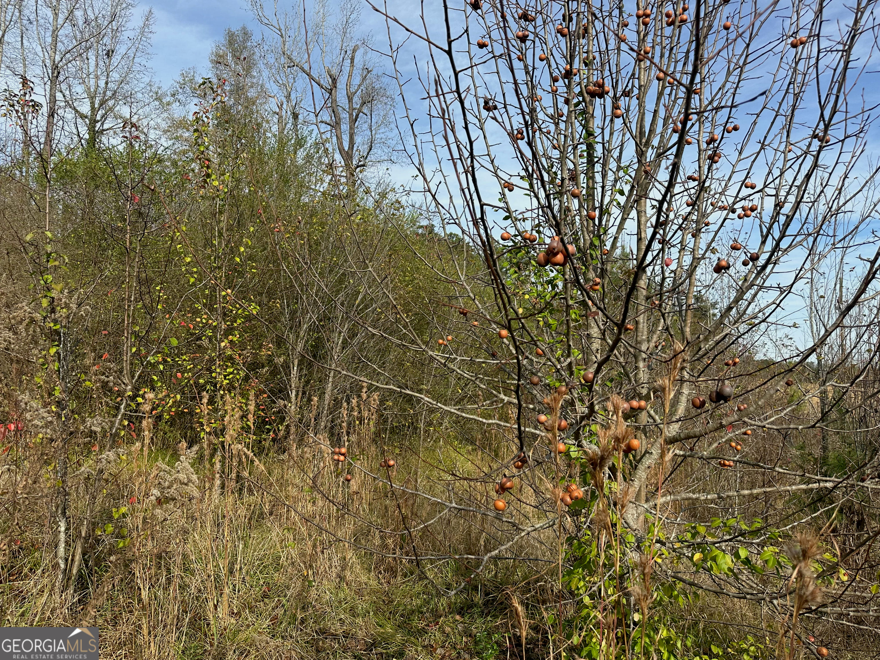 567 George W Towns Rd, Talbotton, GA 31827