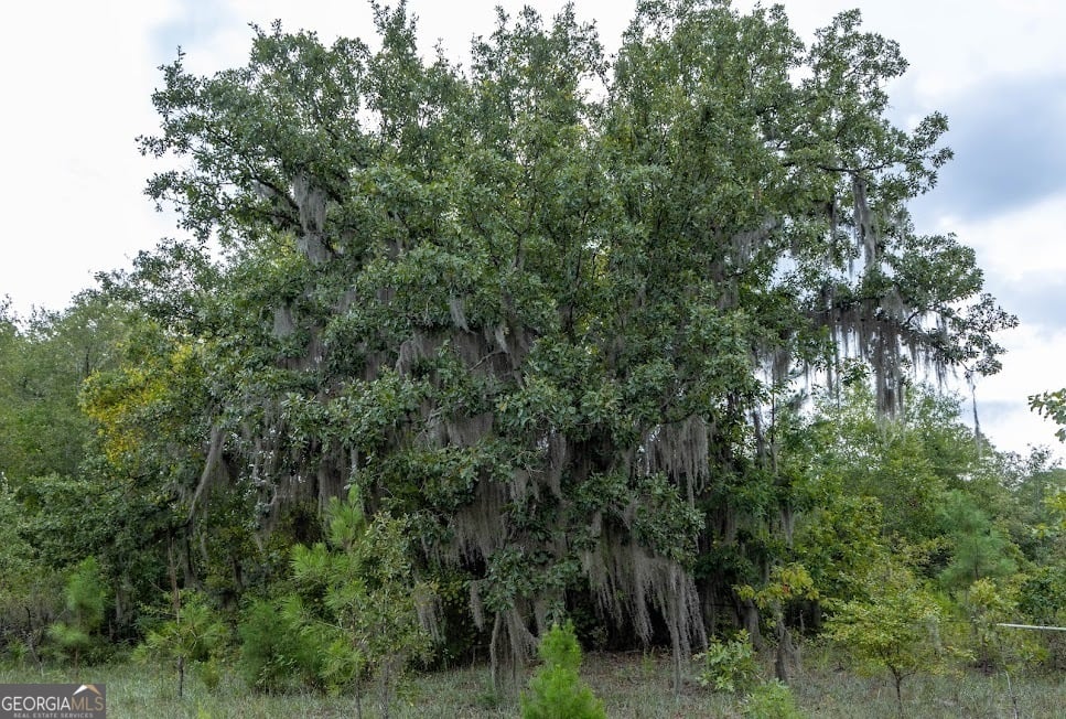 46+/- ACRES Pineville, Buena Vista, GA, 31803